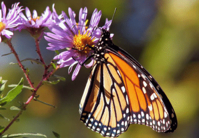 Procadis: cursos cortos, virtuales y autogestionados.