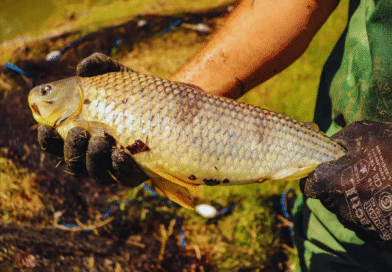 La boga, una especie clave para el desarrollo acuícola nacional La boga, una especie clave para el desarrollo acuícola nacional