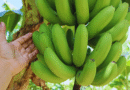 Desarrollan variedades de banana que mejoran el rendimiento y la calidad