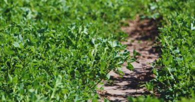 Alfalfa: nuevas variedades para distintos desafíos ganaderos.