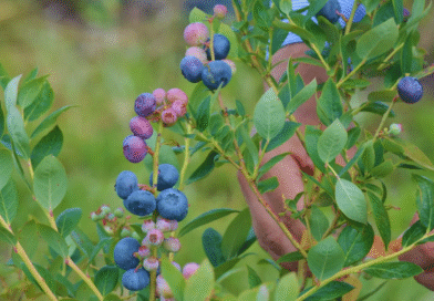 Avanzan en la selección de materiales genéticos de arándanos Avanzan en la selección de materiales genéticos de arándanos