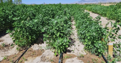 Con riego, la quinua alcanza buenos rendimientos y mejora la calidad