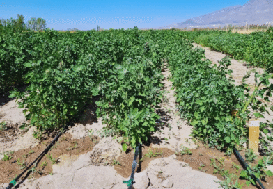 Con riego, la quinua alcanza buenos rendimientos y mejora la calidad