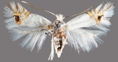 Río Negro: detectan el avance de la polilla del álamo