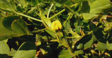 Por qué el maní cordobés es el más dulce del mundo