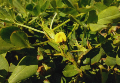 Por qué el maní cordobés es el más dulce del mundo