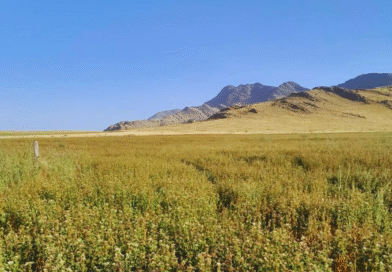 Promueven prácticas para compatibilizar producción y conservación en sistemas ganaderos