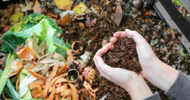 Tus plantas lo agradecerán: cómo fabricar compost en casa y para qué sirve