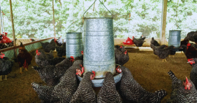 Aíslan una cepa estratégica para la producción avícola nacional