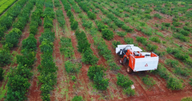 Yerba mate: claves para mejorar la eficiencia de la cosecha mecanizada