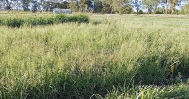 Estudian los efectos del nitrógeno en la producción de gramíneas forrajeras