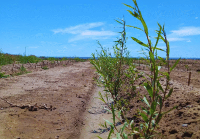 Impulsan la forestación con especies nativas