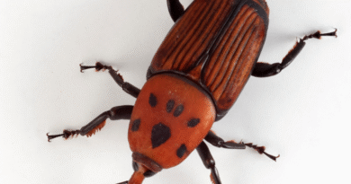 Se detectó la presencia de picudo rojo de las palmeras en la Isla Martín García