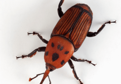 Se detectó la presencia de picudo rojo de las palmeras en la Isla Martín García Se detectó la presencia de picudo rojo de las palmeras en la Isla Martín García