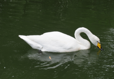 Buenos Aires: Se detectó un caso de influenza aviar en aves silvestres en General Madariaga Buenos Aires: Se detectó un caso de influenza aviar en aves silvestres en General Madariaga