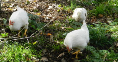 Gallinas: inteligentes, sociables y cognitivamente complejas.
