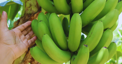 Harina sin gluten a partir de bananas de descarte.