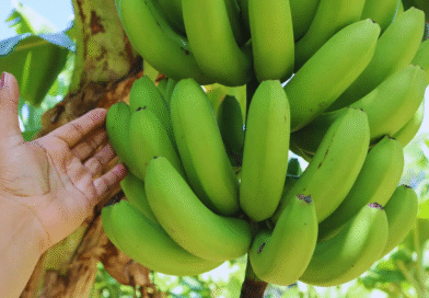 Harina sin gluten a partir de bananas de descarte.