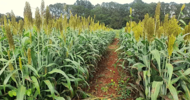 Evalúan variedades de sorgo como alternativa forrajera