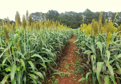 Evalúan variedades de sorgo como alternativa forrajera Evalúan variedades de sorgo como alternativa forrajera