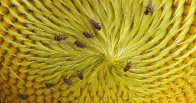 Valle Bonaerense del Rio Colorado: se observó la presencia de la Mosquita del capítulo del girasol.
