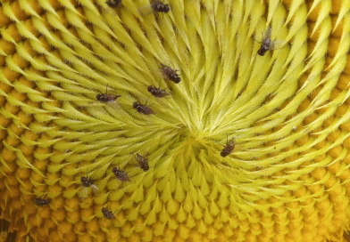 Valle Bonaerense del Rio Colorado: se observó la presencia de la Mosquita del capítulo del girasol. Valle Bonaerense del Rio Colorado: se observó la presencia de la Mosquita del capítulo del girasol.