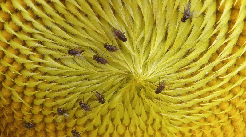 Valle Bonaerense del Rio Colorado: se observó la presencia de la Mosquita del capítulo del girasol. Valle Bonaerense del Rio Colorado: se observó la presencia de la Mosquita del capítulo del girasol.