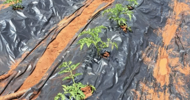 Investigadores argentinos aportan tecnología al cultivo de tomate en Mozambique