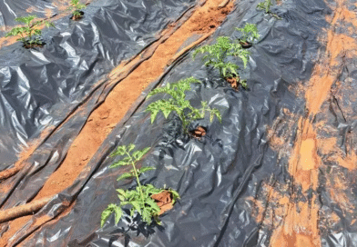 Investigadores argentinos aportan tecnología al cultivo de tomate en Mozambique Investigadores argentinos aportan tecnología al cultivo de tomate en Mozambique