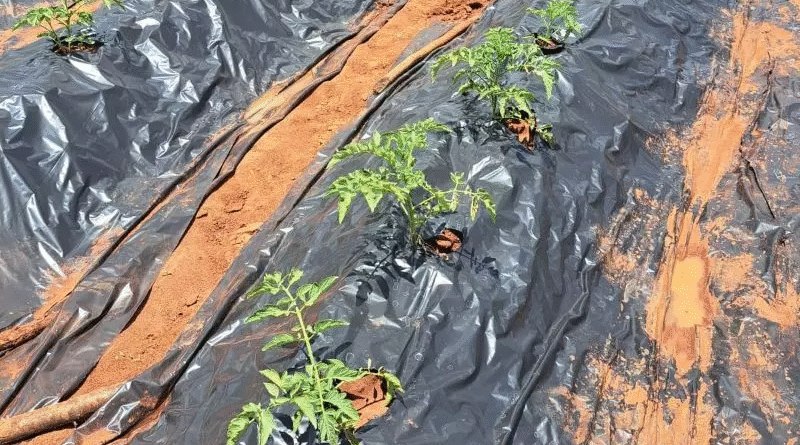 Investigadores argentinos aportan tecnología al cultivo de tomate en Mozambique Investigadores argentinos aportan tecnología al cultivo de tomate en Mozambique