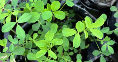 Alfalfa: Con mejoramiento genético, amplían la tolerancia al anegamiento.