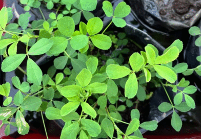 Alfalfa: Con mejoramiento genético, amplían la tolerancia al anegamiento.