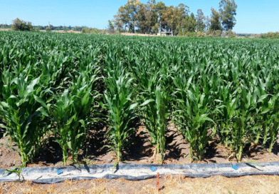 Ensayo de bioestimulantes en maíz
