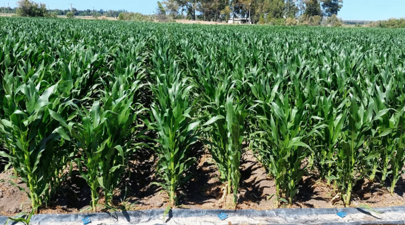 Ensayo de bioestimulantes en maíz