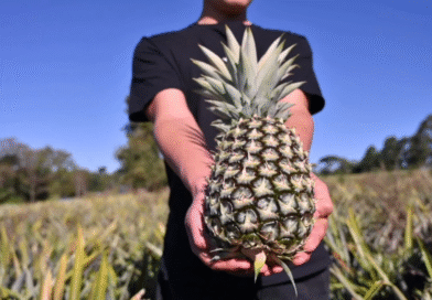 Ananá: el mulching plástico impulsa la innovación y expansión del cultivo Ananá: el mulching plástico impulsa la innovación y expansión del cultivo