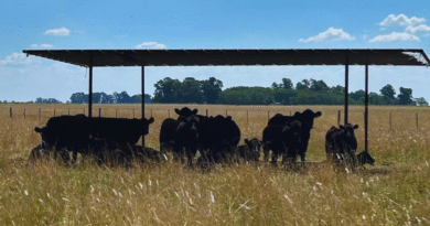 Ganadería: recomendaciones para sostener la producción y evitar pérdidas en verano Ganadería: recomendaciones para sostener la producción y evitar pérdidas en verano