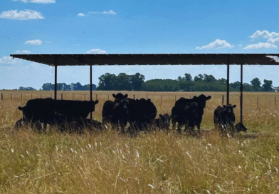 Ganadería: recomendaciones para sostener la producción y evitar pérdidas en verano Ganadería: recomendaciones para sostener la producción y evitar pérdidas en verano