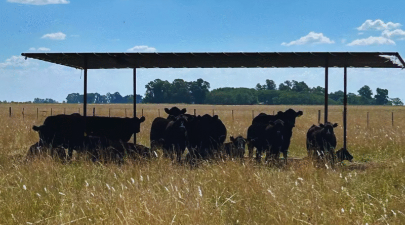 Ganadería: recomendaciones para sostener la producción y evitar pérdidas en verano Ganadería: recomendaciones para sostener la producción y evitar pérdidas en verano