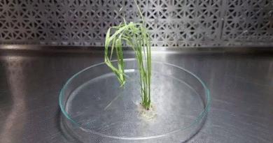 El INTA avanza en la edición génica de variedades líderes de arroz