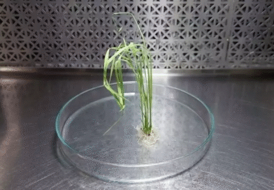 El INTA avanza en la edición génica de variedades líderes de arroz