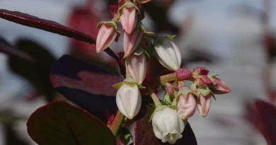 Arándanos: investigan la biología reproductiva para potenciar el mejoramiento genético Arándanos: investigan la biología reproductiva para potenciar el mejoramiento genético