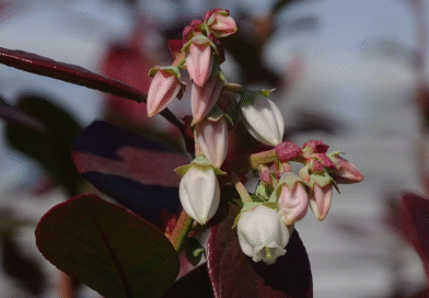 Arándanos: investigan la biología reproductiva para potenciar el mejoramiento genético Arándanos: investigan la biología reproductiva para potenciar el mejoramiento genético