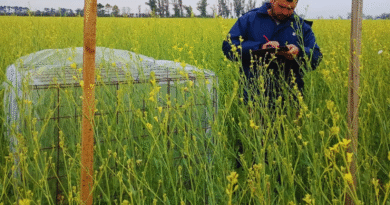 Integrar colmenas aumenta un 37 % el rendimiento de carinata Integrar colmenas aumenta un 37 % el rendimiento de carinata
