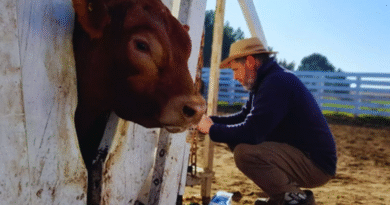 Una alianza estratégica para impulsar la mejora genética de la raza Limangus