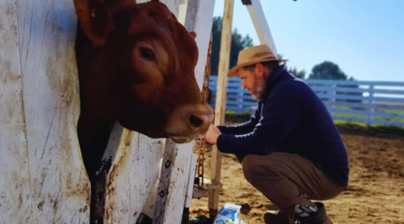 Una alianza estratégica para impulsar la mejora genética de la raza Limangus