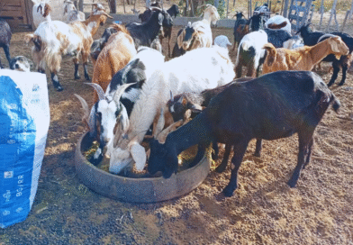Suplementación estratégica para cabras en zonas áridas Suplementación estratégica para cabras en zonas áridas
