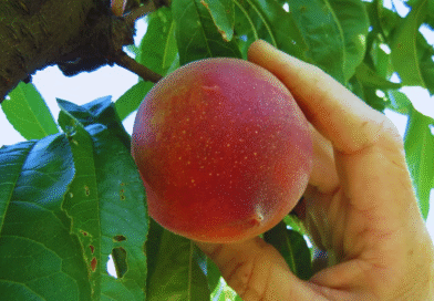 Tehuelche, Chamamé y Rosalinda, nuevas variedades del INTA llegan al mercado