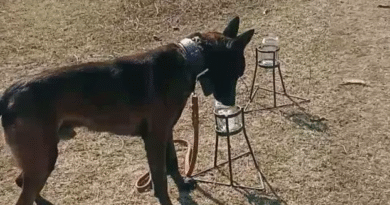 Perros adiestrados, una nueva estrategia para proteger al NOA del HLB