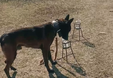 Perros adiestrados, una nueva estrategia para proteger al NOA del HLB