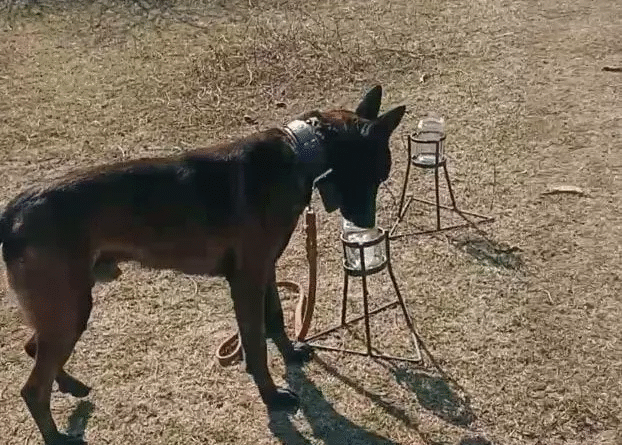 Perros adiestrados, una nueva estrategia para proteger al NOA del HLB